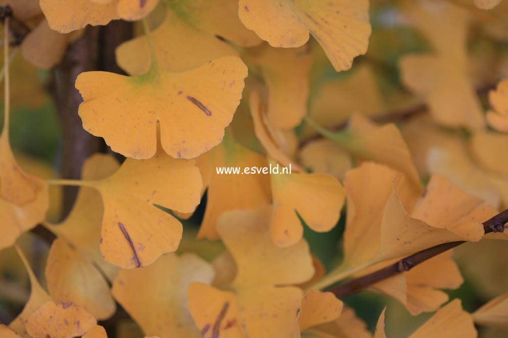 Ginkgo biloba 'Globus'