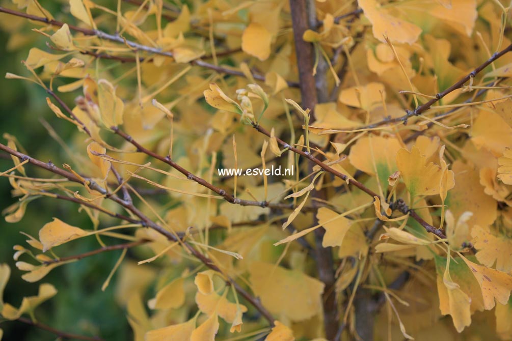 Ginkgo biloba 'Umbrella'