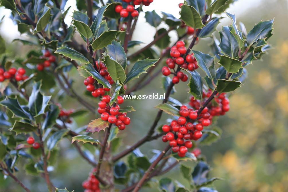 Ilex aquifolium 'Cookii'