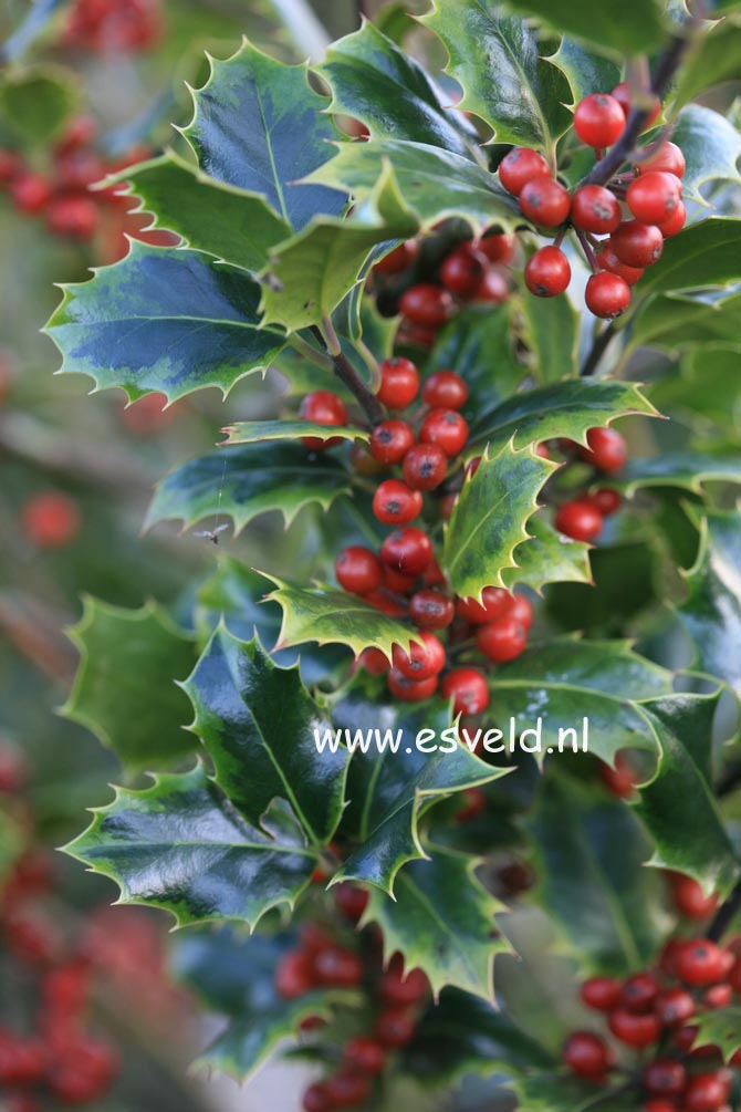 Ilex aquifolium 'Cookii'