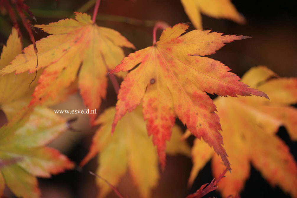 Acer palmatum 'Muko gasa'