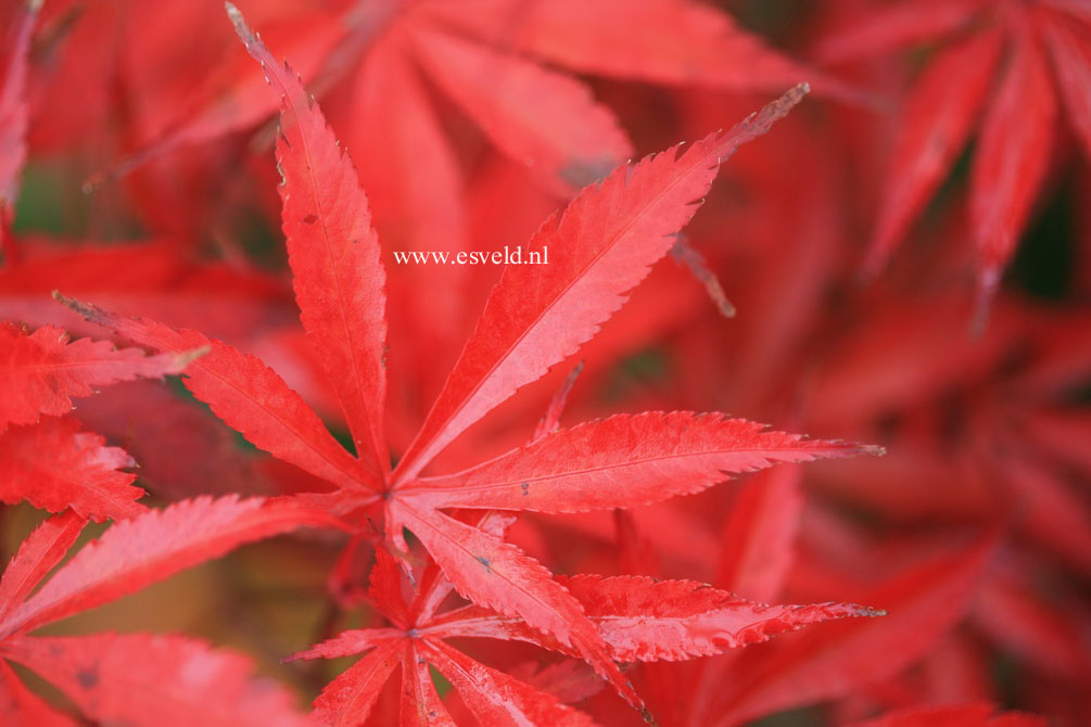 Acer palmatum 'Sumi nagashi'