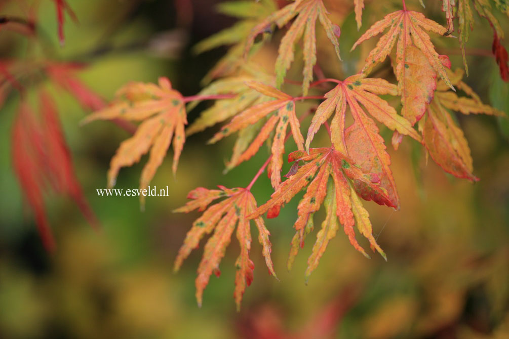 Acer palmatum 'Ogi nagashi'