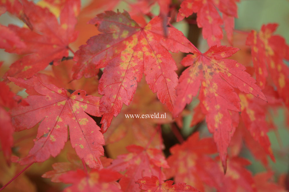 Acer palmatum 'Oranges and Lemons'