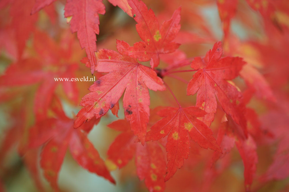 Acer palmatum 'Oranges and Lemons'