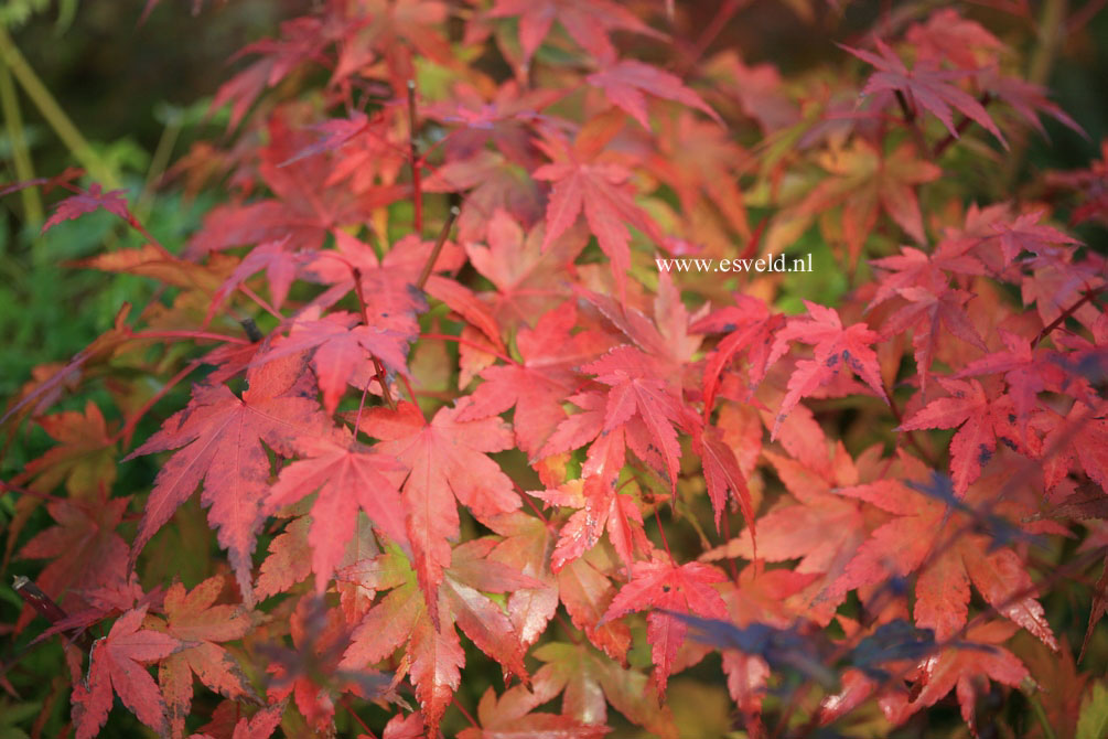 Acer palmatum 'Gekkoh nishiki'