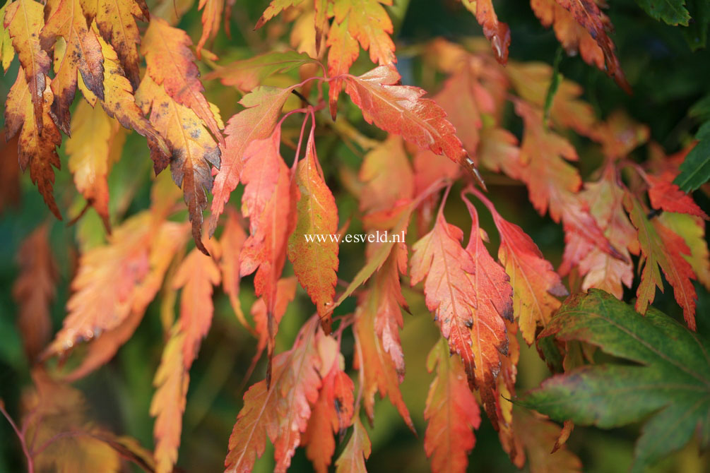 Acer palmatum 'Tsukuma no'