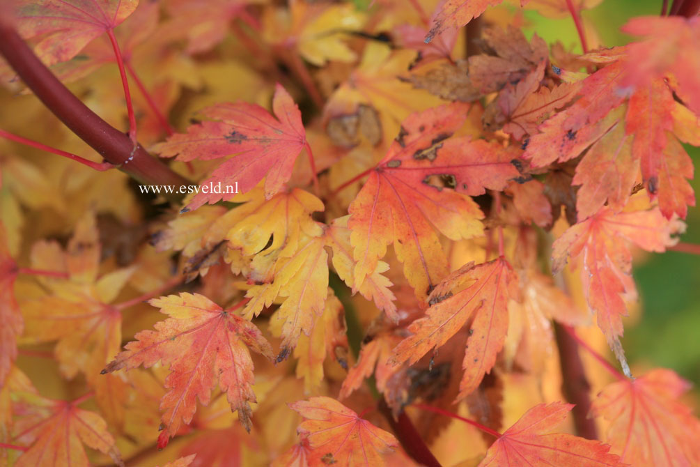 Acer palmatum 'Coonara Pygmy'