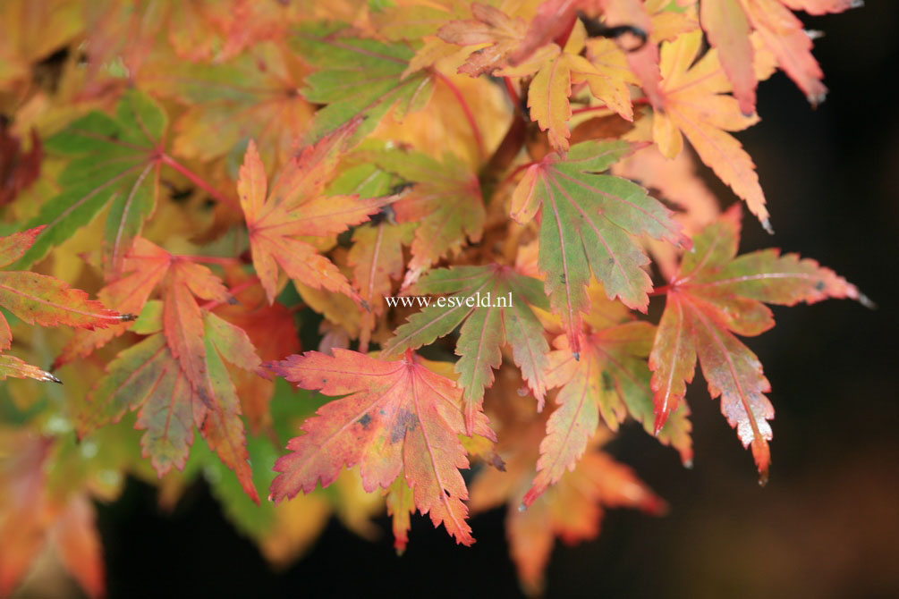 Acer palmatum 'Coonara Pygmy'