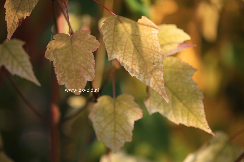 Acer pectinatum ssp. laxiflorum