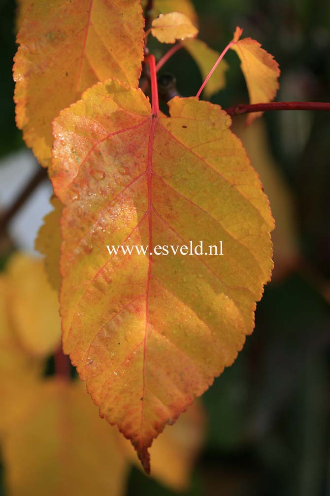 Acer davidii 'Ernest Wilson'