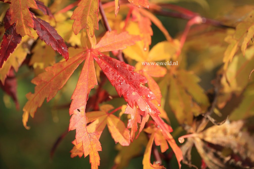 Acer palmatum 'Kenzan'