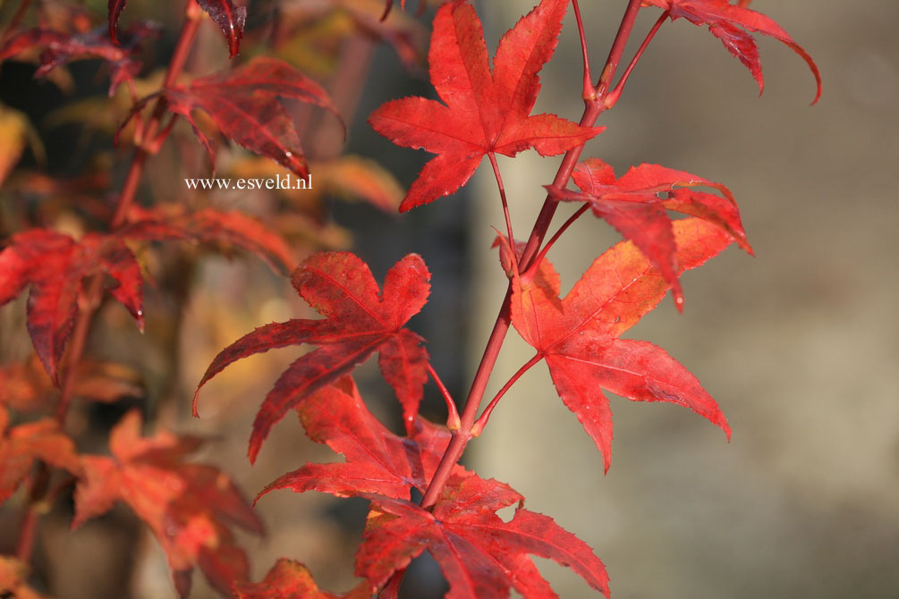 Acer palmatum 'Jade Gate'