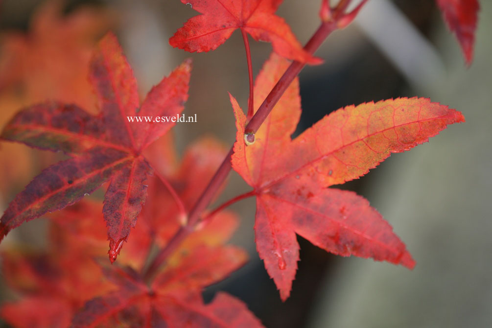 Acer palmatum 'Jade Gate'