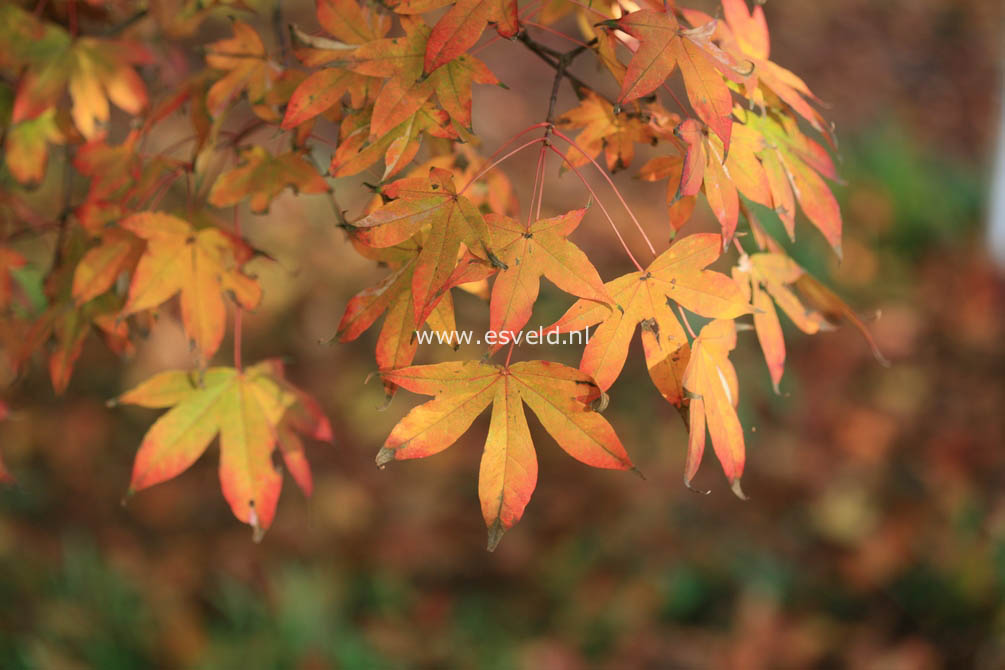 Acer truncatum 'Akikaze nishiki'