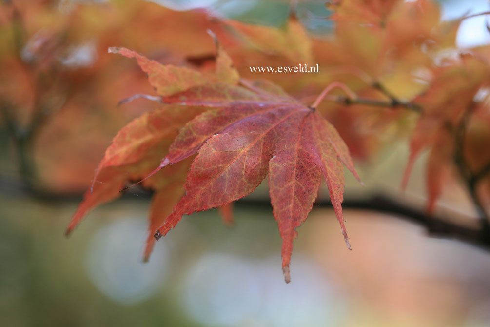 Acer palmatum 'Rubrum'