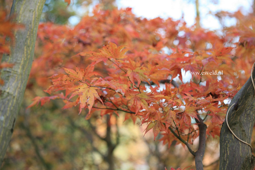 Acer palmatum 'Rubrum'