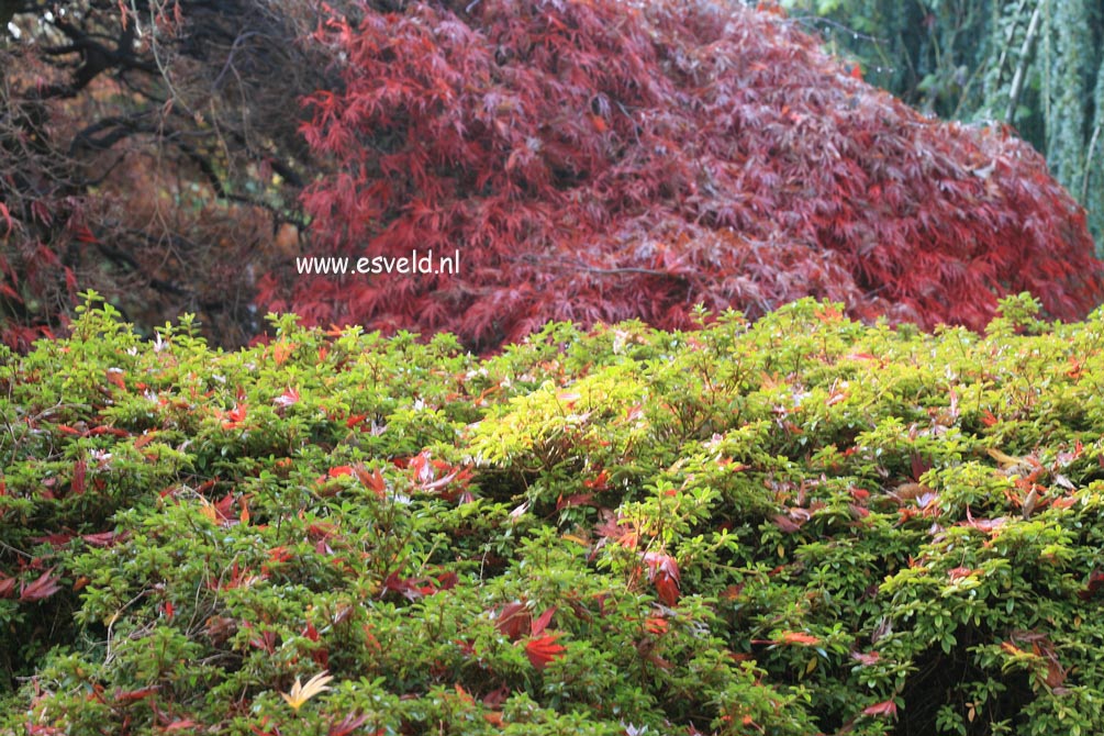 Rhododendron nakaharae 'Exbury Orange'