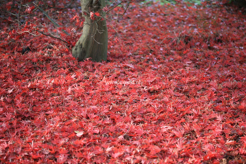 Acer palmatum 'Beni kagami'