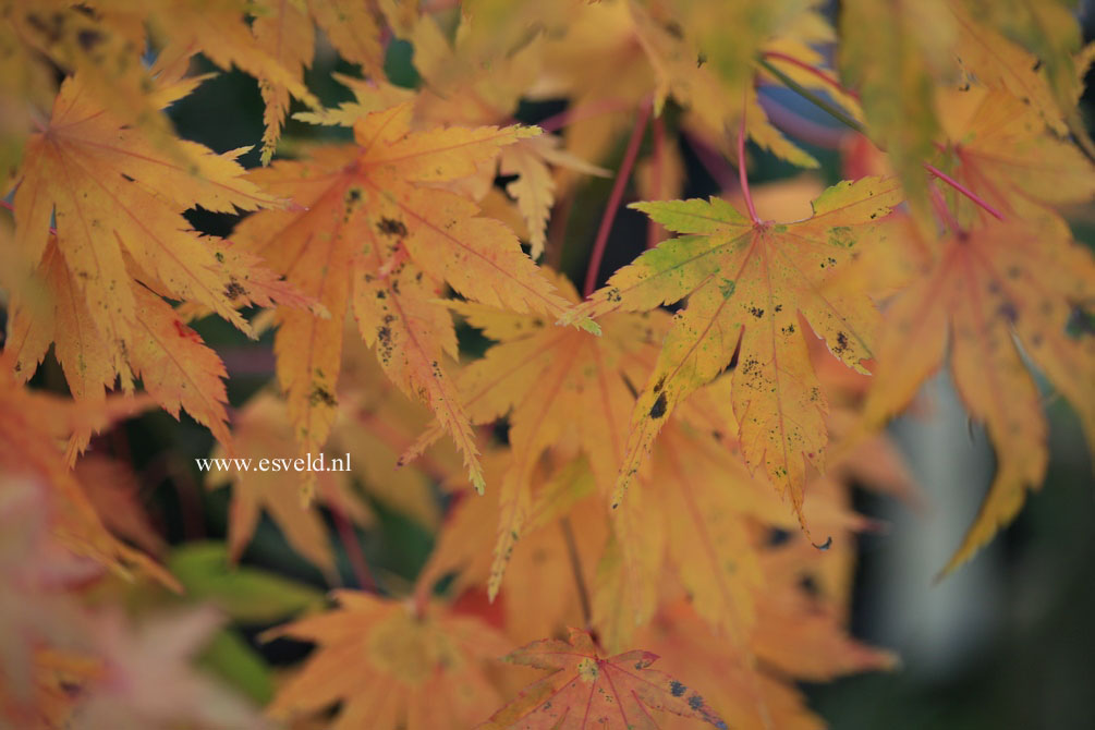 Acer palmatum 'Arano'