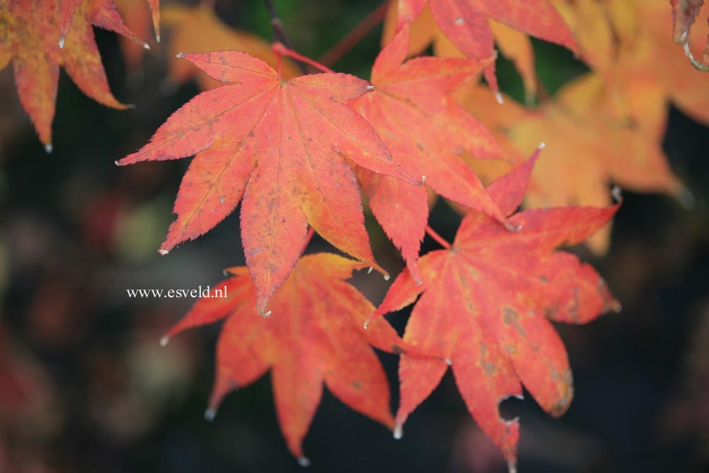 Acer palmatum 'Yadawara'