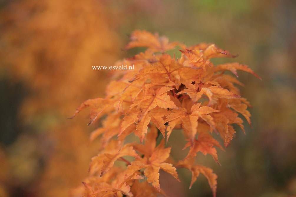 Acer palmatum 'Mei jishi'