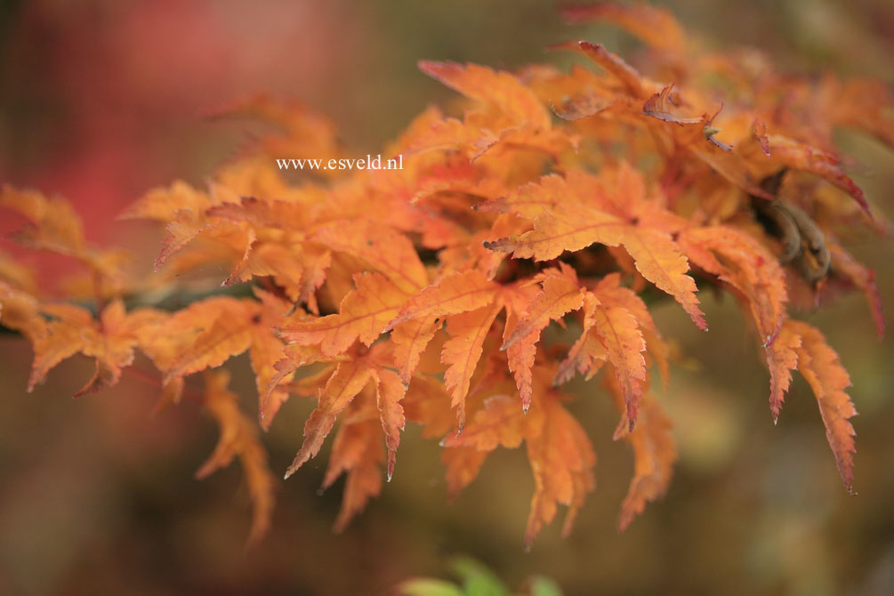 Acer palmatum 'Mei jishi'