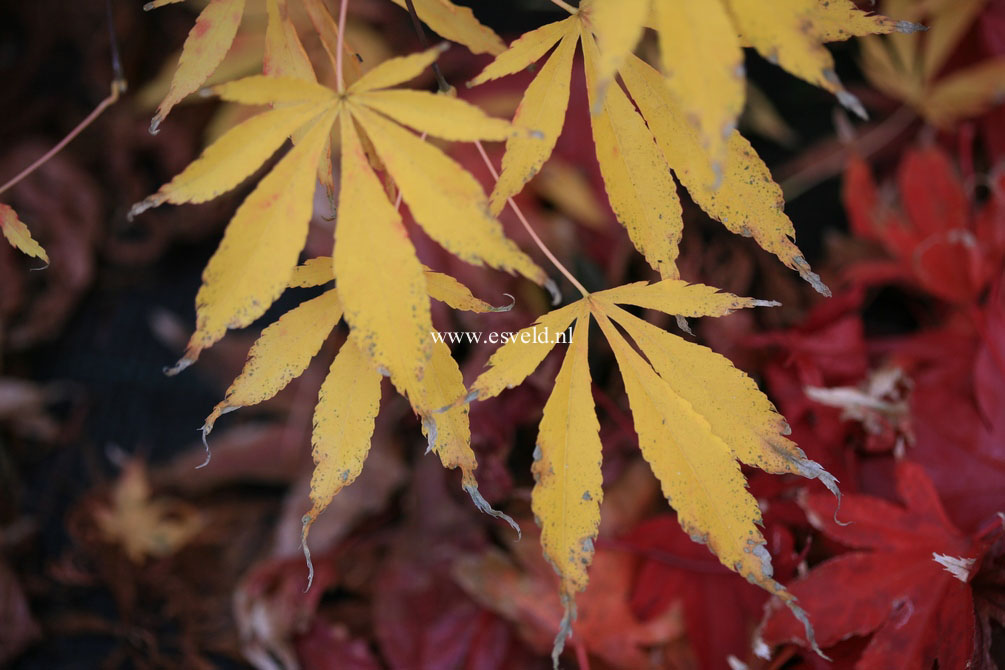 Acer palmatum 'Gentaku'