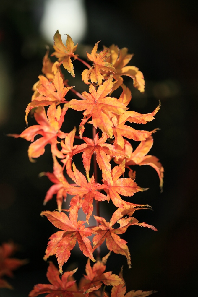 Acer palmatum 'Chiyo hime'