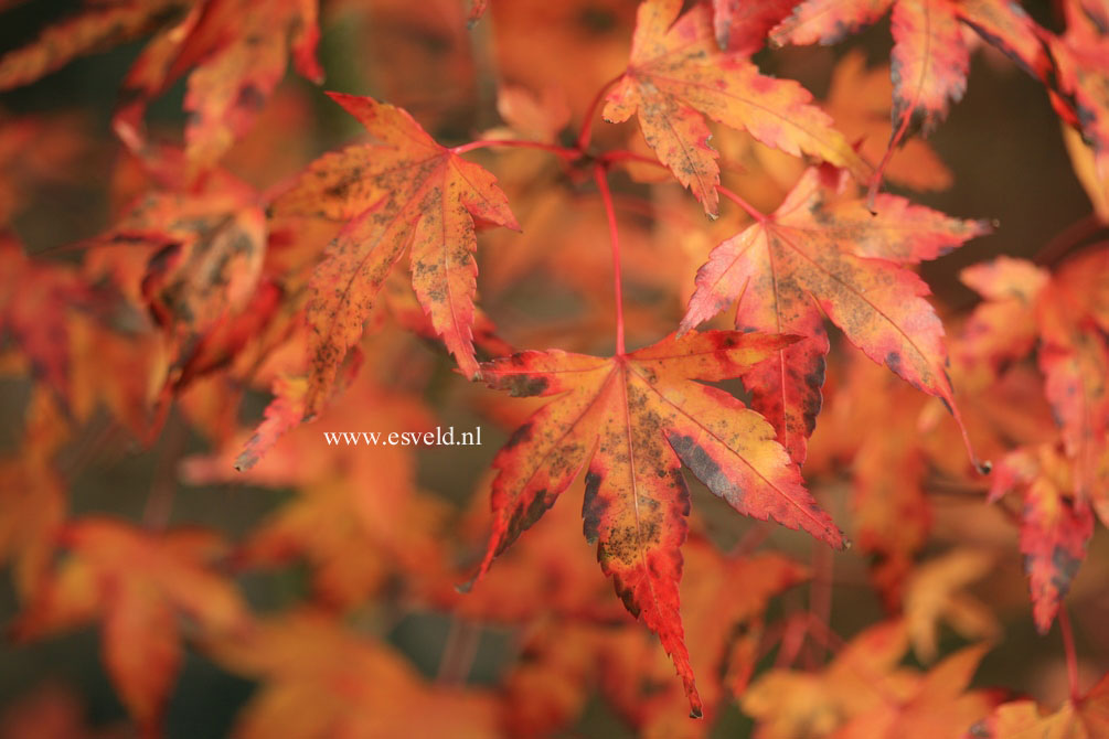 Acer palmatum 'Lydia'