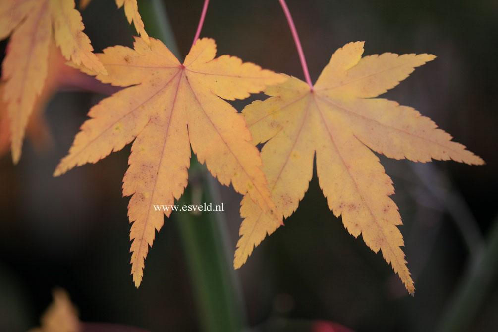 Acer palmatum 'Kenkoh nishiki'