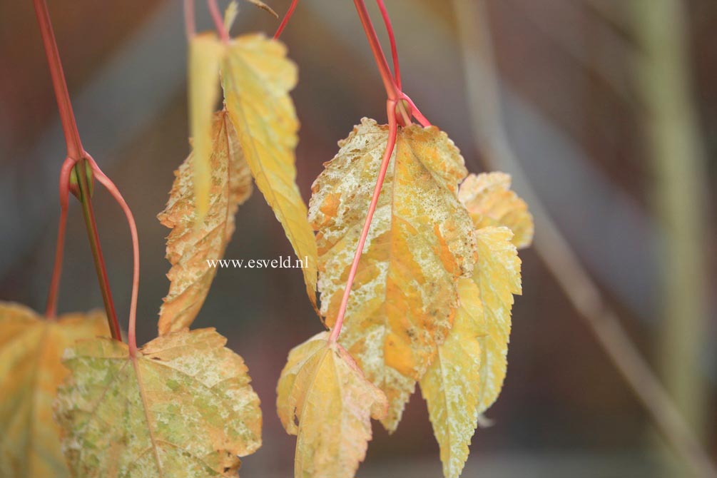 Acer rubescens 'Silver Cardinal'