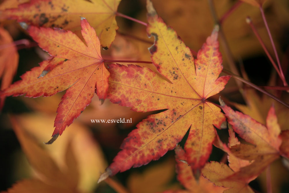 Acer palmatum 'Oranges and Lemons'