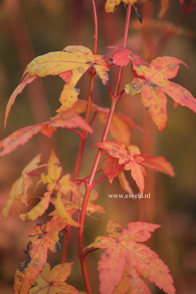 Acer palmatum 'Bi-hoo'