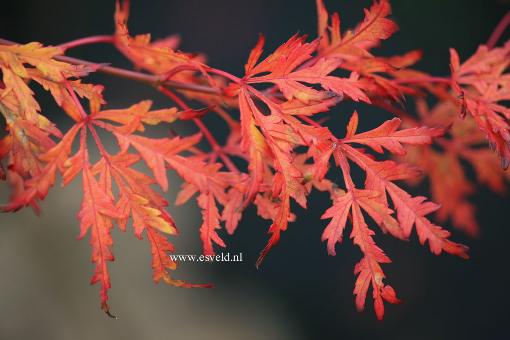 Acer palmatum 'R-Lane'