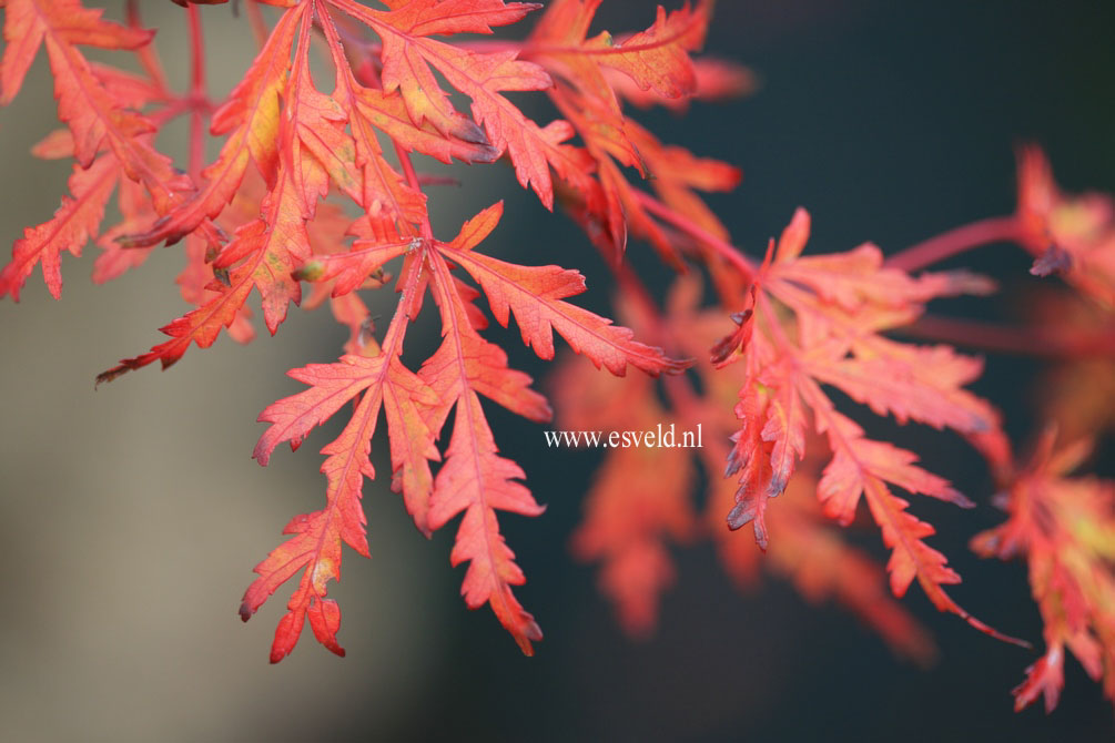 Acer palmatum 'R-Lane'