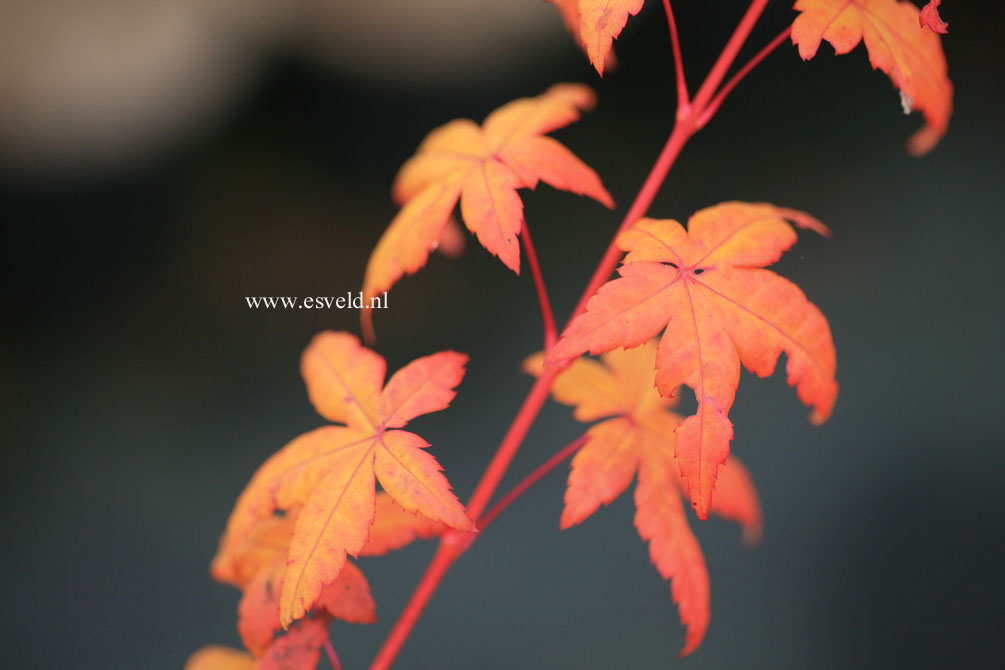 Acer palmatum 'Bi-hoo'