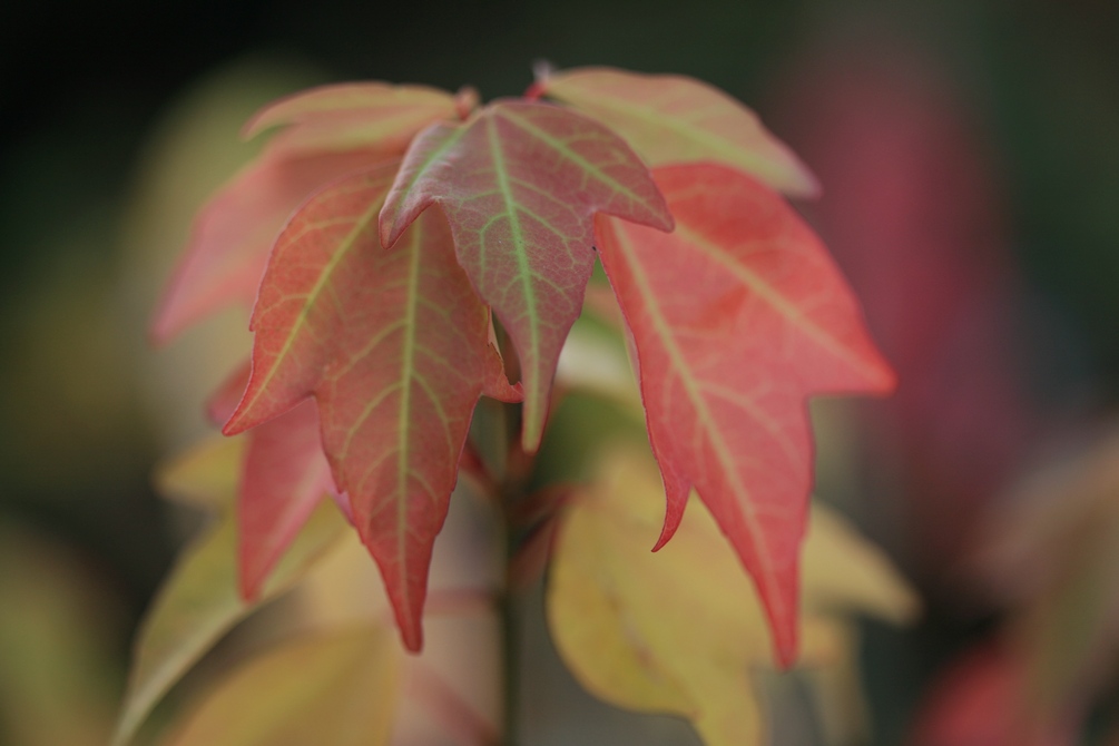 Acer buergerianum 'Nokoribo'