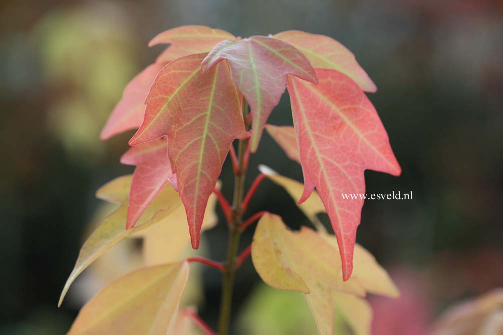 Acer buergerianum 'Nokoribo'