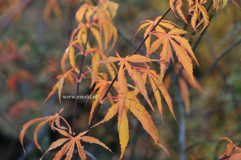 Acer palmatum 'Gentaku'