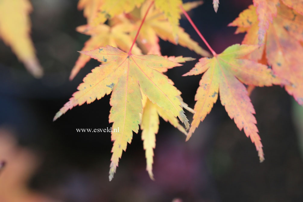 Acer palmatum 'Nakahara beni'