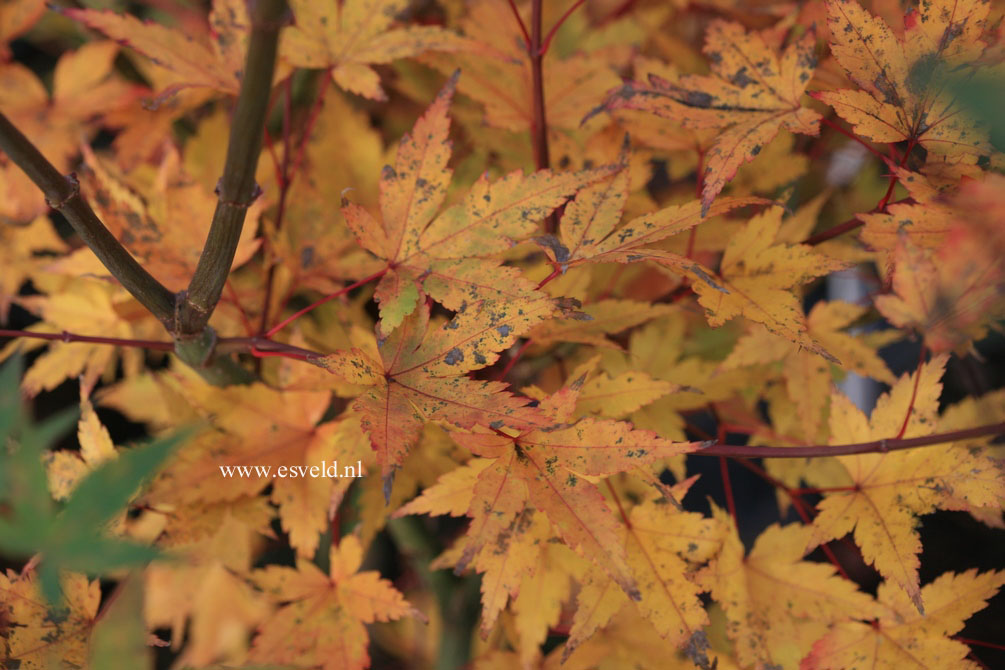 Acer palmatum 'Nakahara beni'