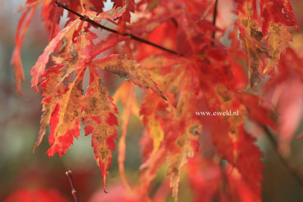 Acer palmatum 'Crimson Carol'