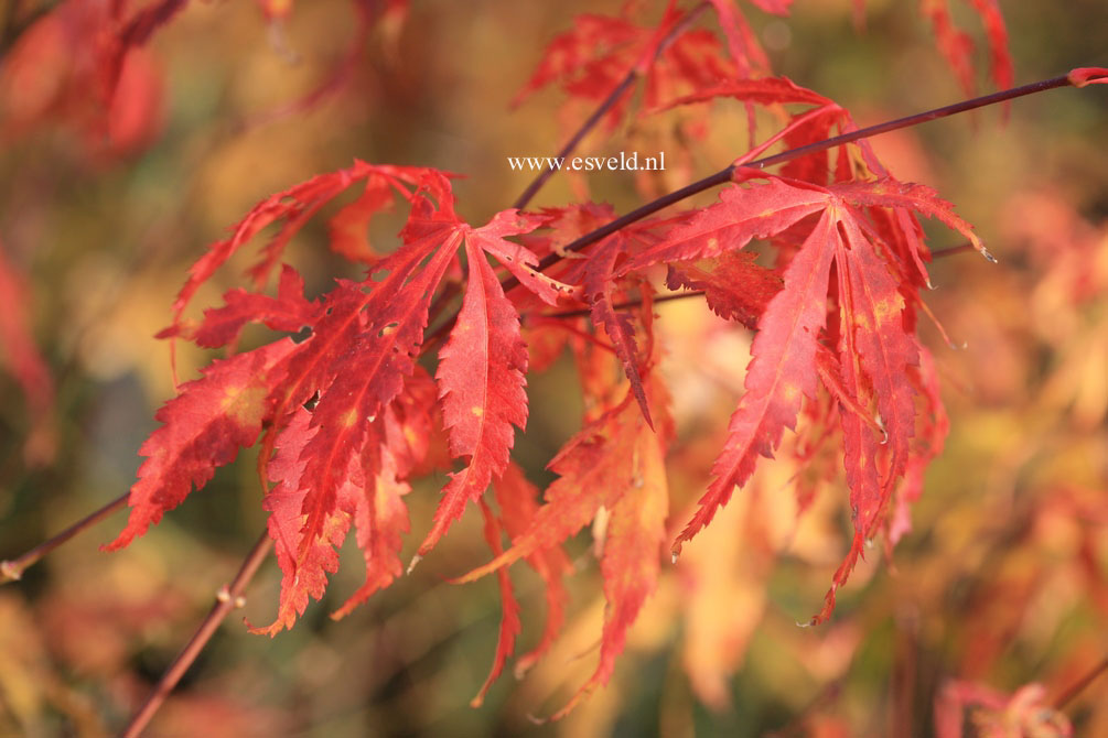 Acer palmatum 'Crimson Carol'