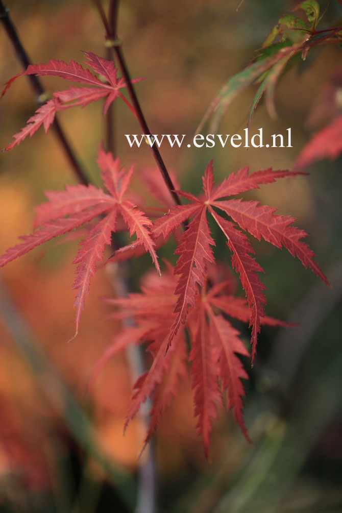 Acer palmatum 'Crimson Carol'