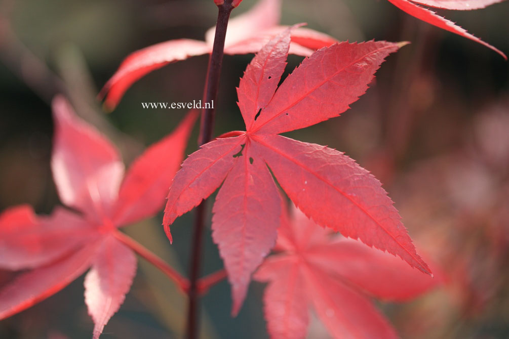 Acer palmatum 'Korean Gem'