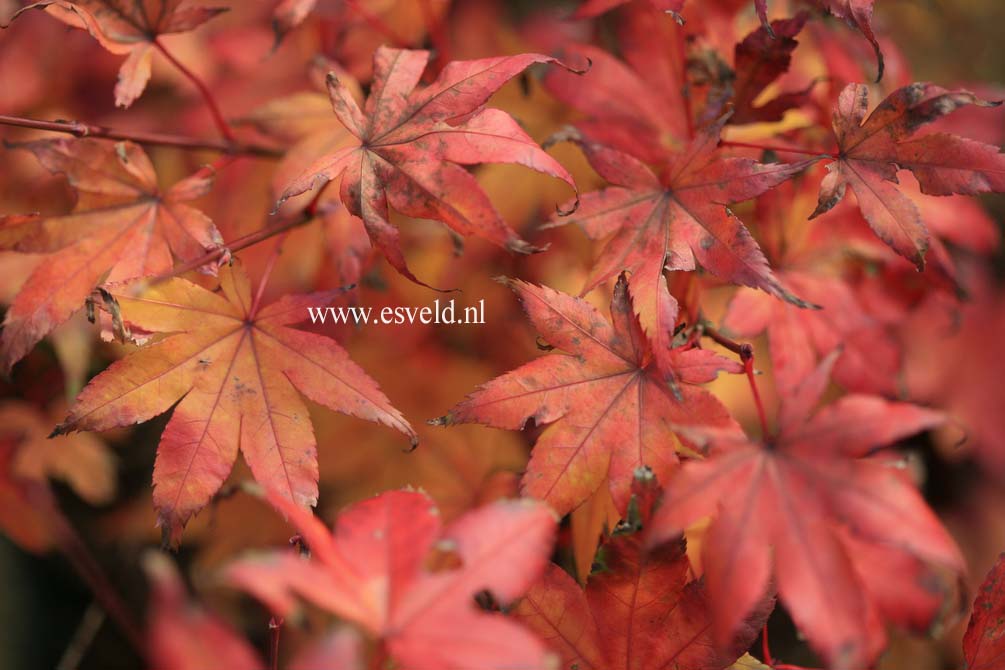 Acer palmatum 'Asahi zuru'