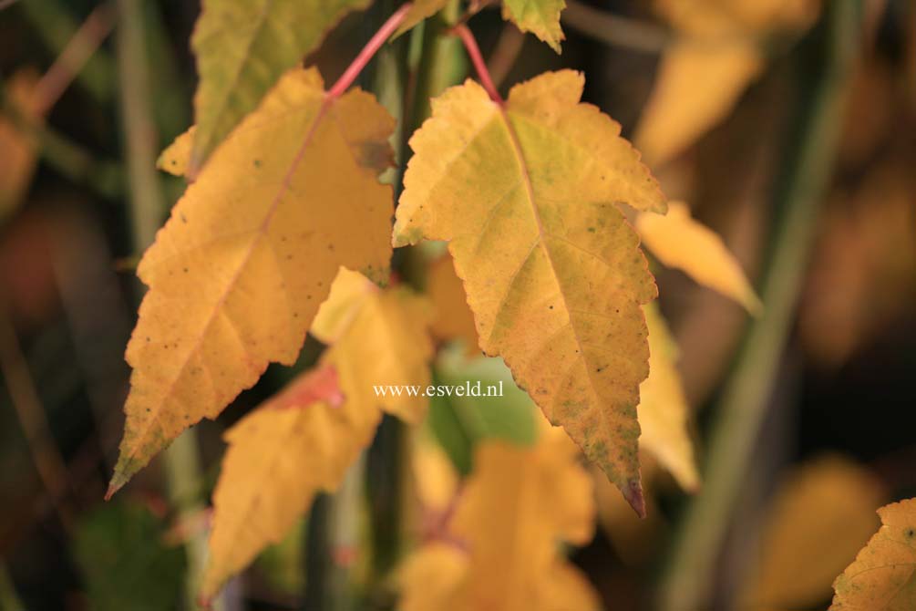 Acer caudatifolium