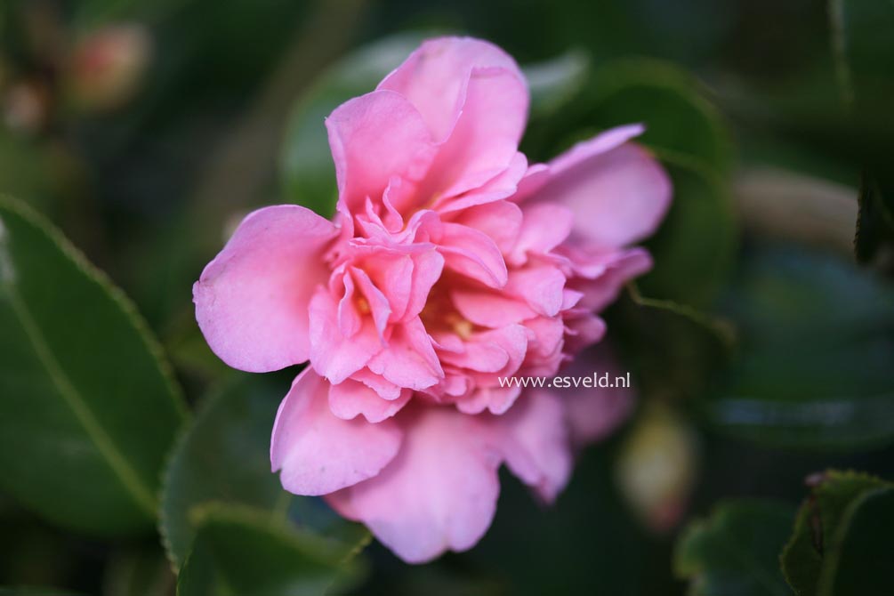 Camellia sasanqua 'Showa-no-sakae'