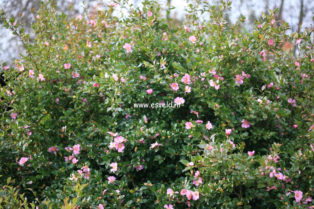 Camellia sasanqua 'Cleopatra'